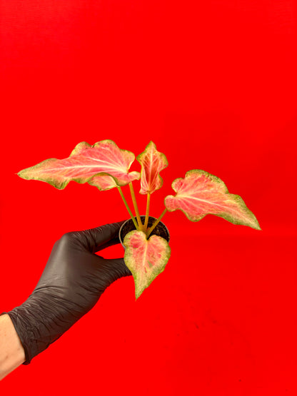 Caladium Bundle (s)