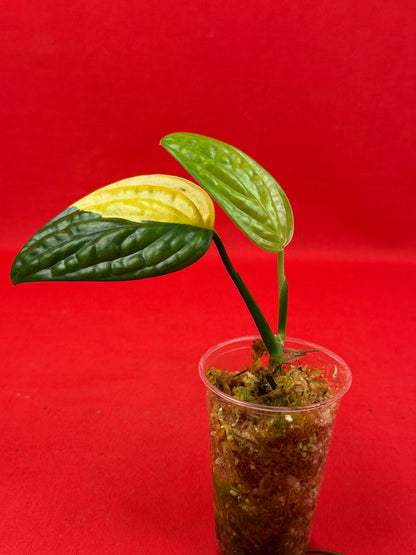 Monstera Peru Variegata (s) - LUplnts