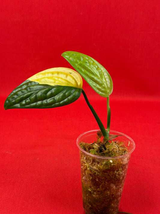 Monstera Peru Variegata (s) - LUplnts