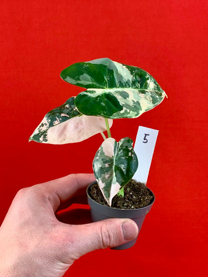 Alocasia micholitziana 'Frydek Variegata' (s) - LUplnts