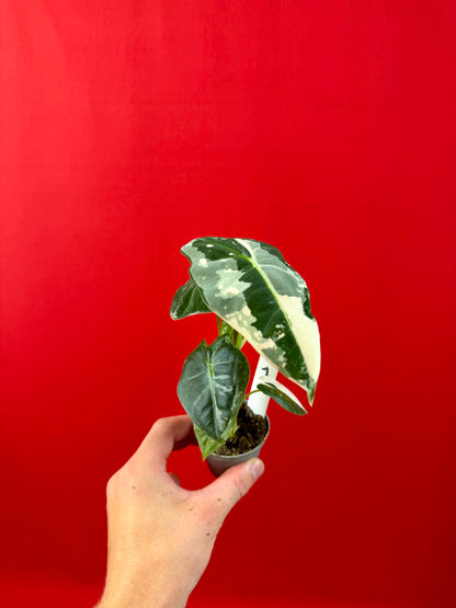 Alocasia micholitziana 'Frydek Variegata' (s)