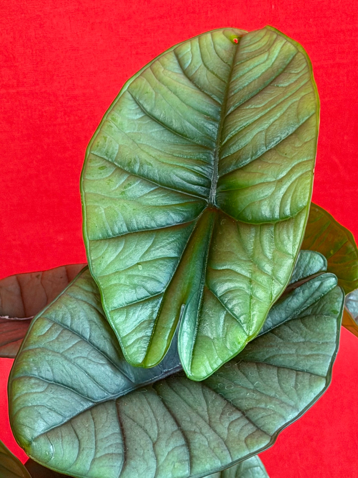 Alocasia Platinum