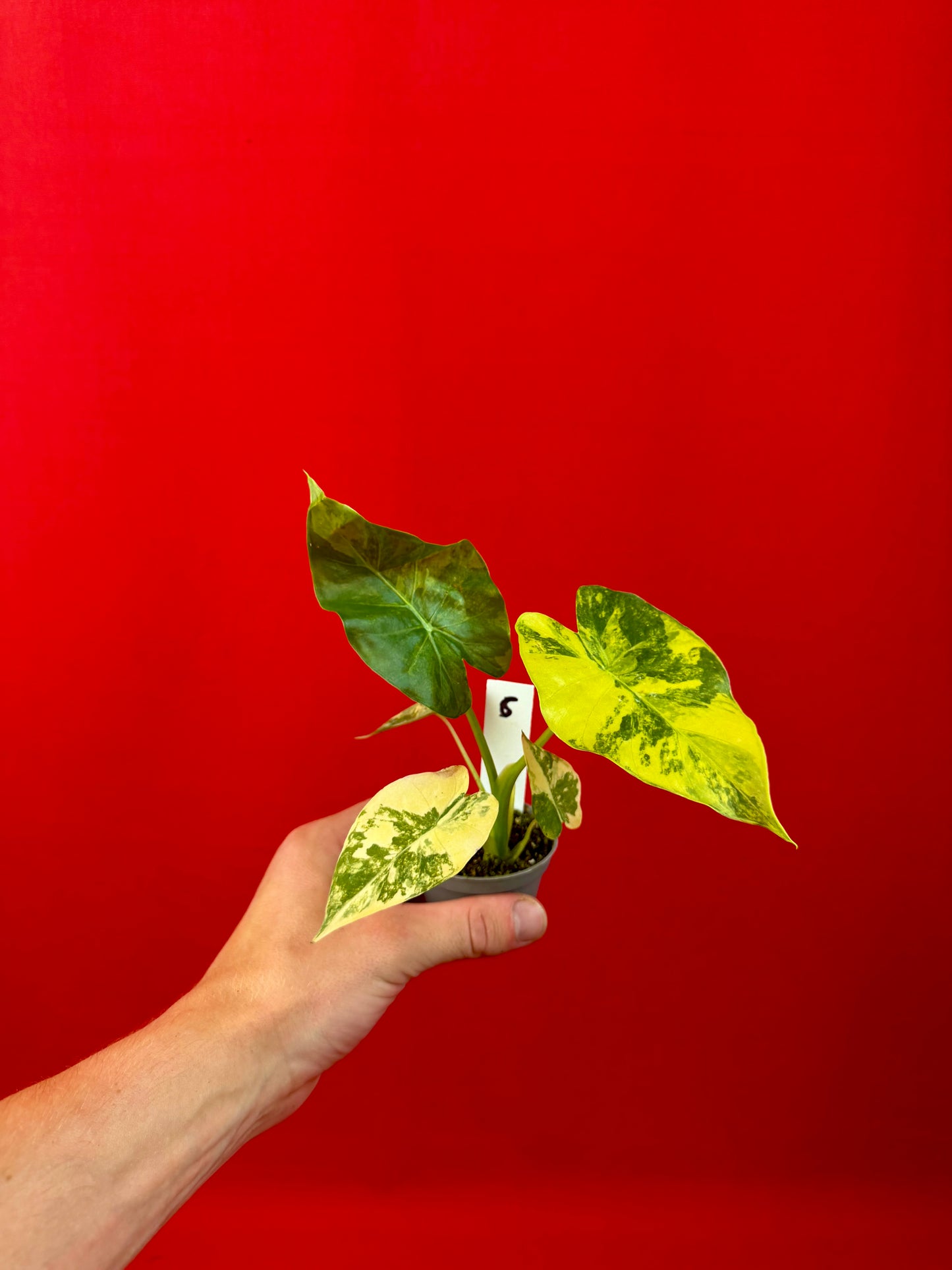 Alocasia macrorrhizos 'Aurea Variegata' (s)