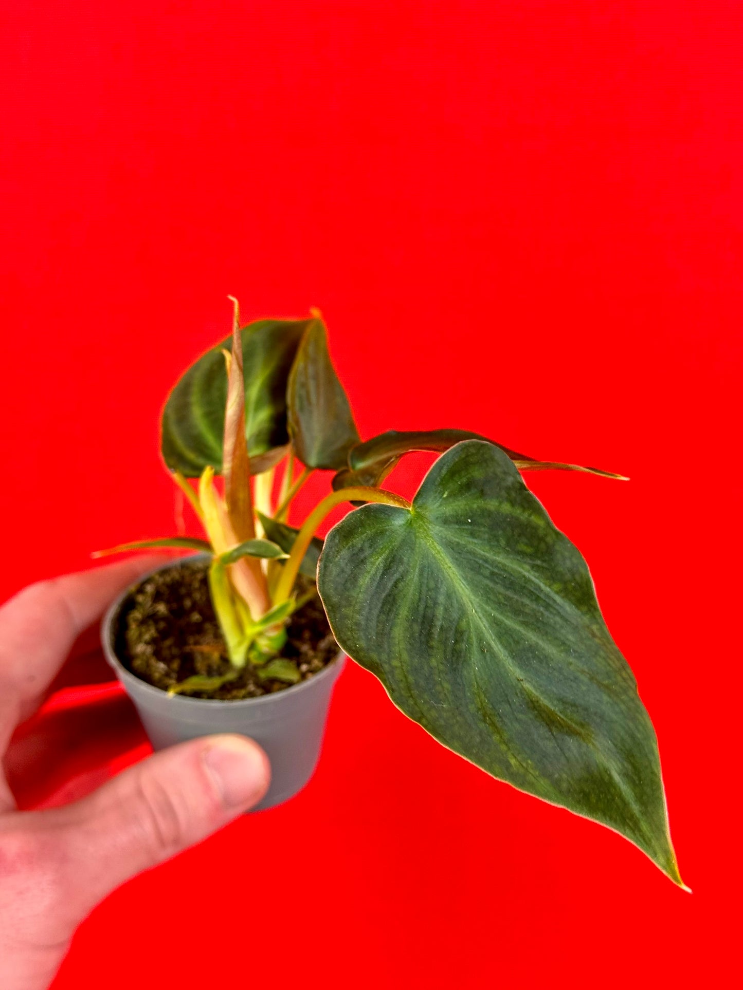 Philodendron Bundle (s) - LUplnts