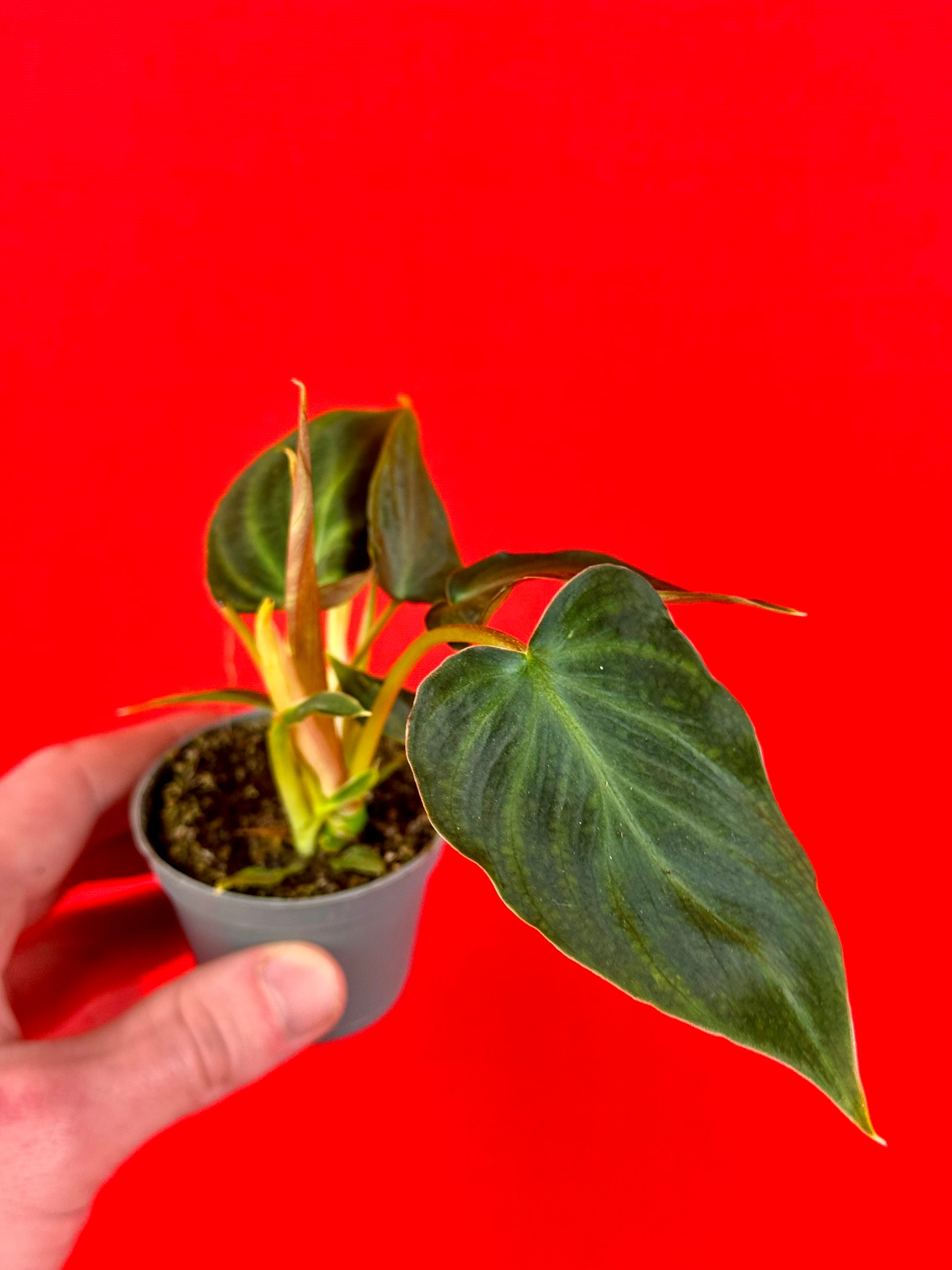 Philodendron Bundle (s) - LUplnts
