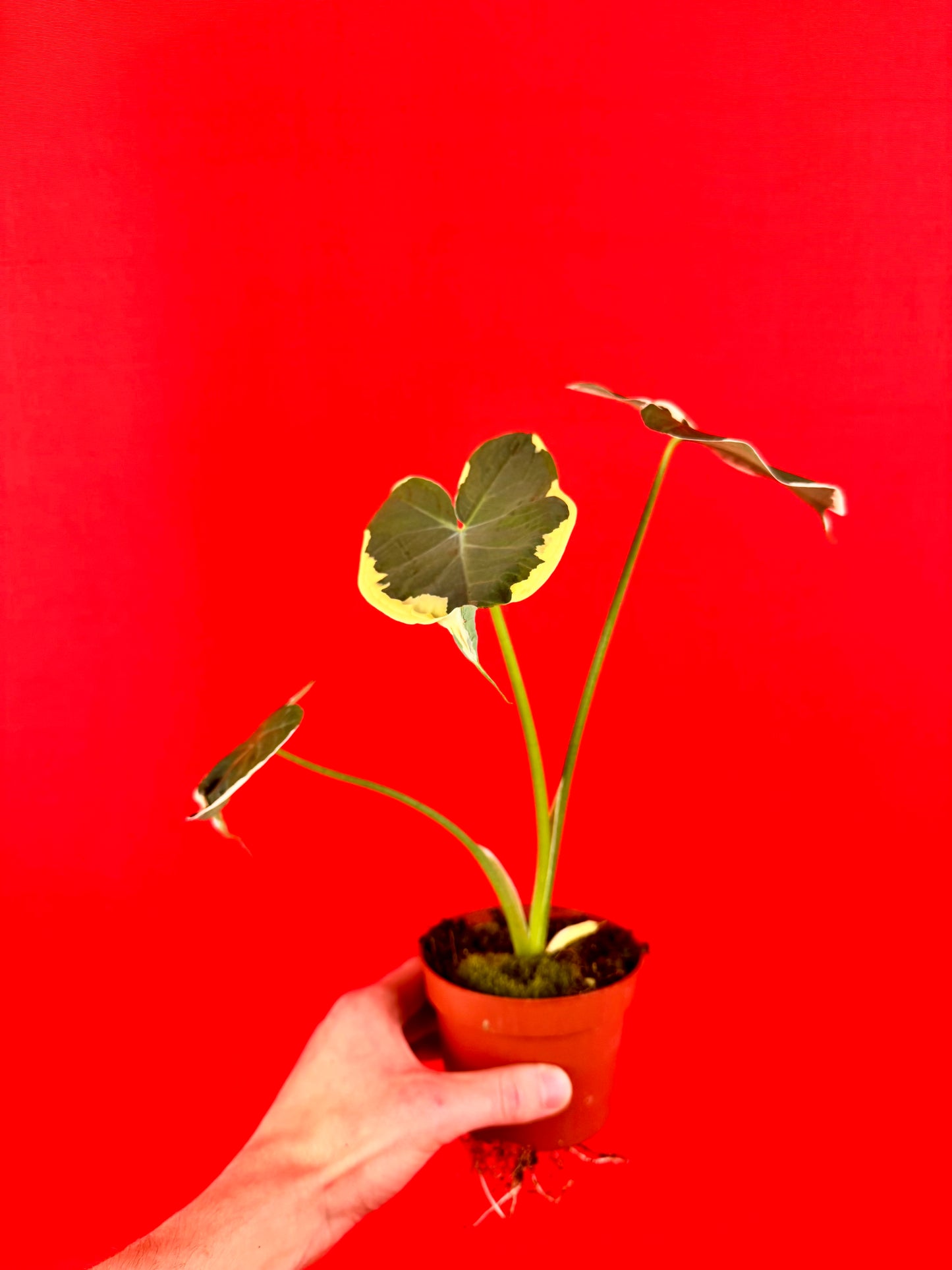 Xanthosoma sagittifolium 'Variegatum Monstrosum'