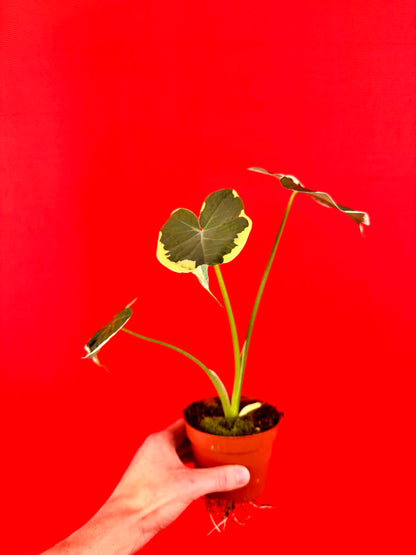 Xanthosoma sagittifolium 'Variegatum Monstrosum'