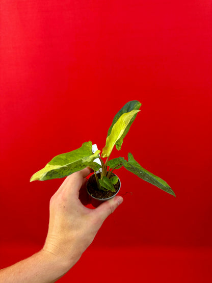 Alocasia lauterbachiana 'Variegata' (s)