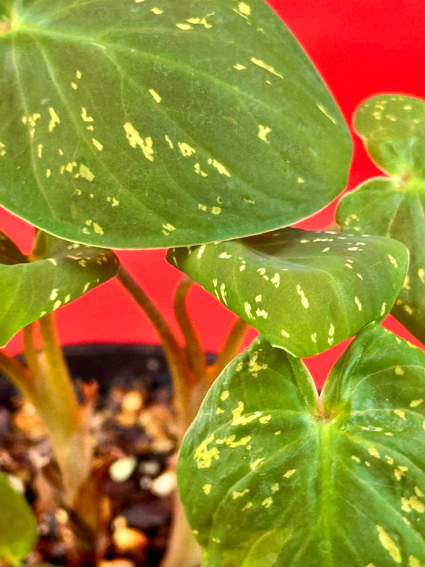 Colocasia Hilo Beauty