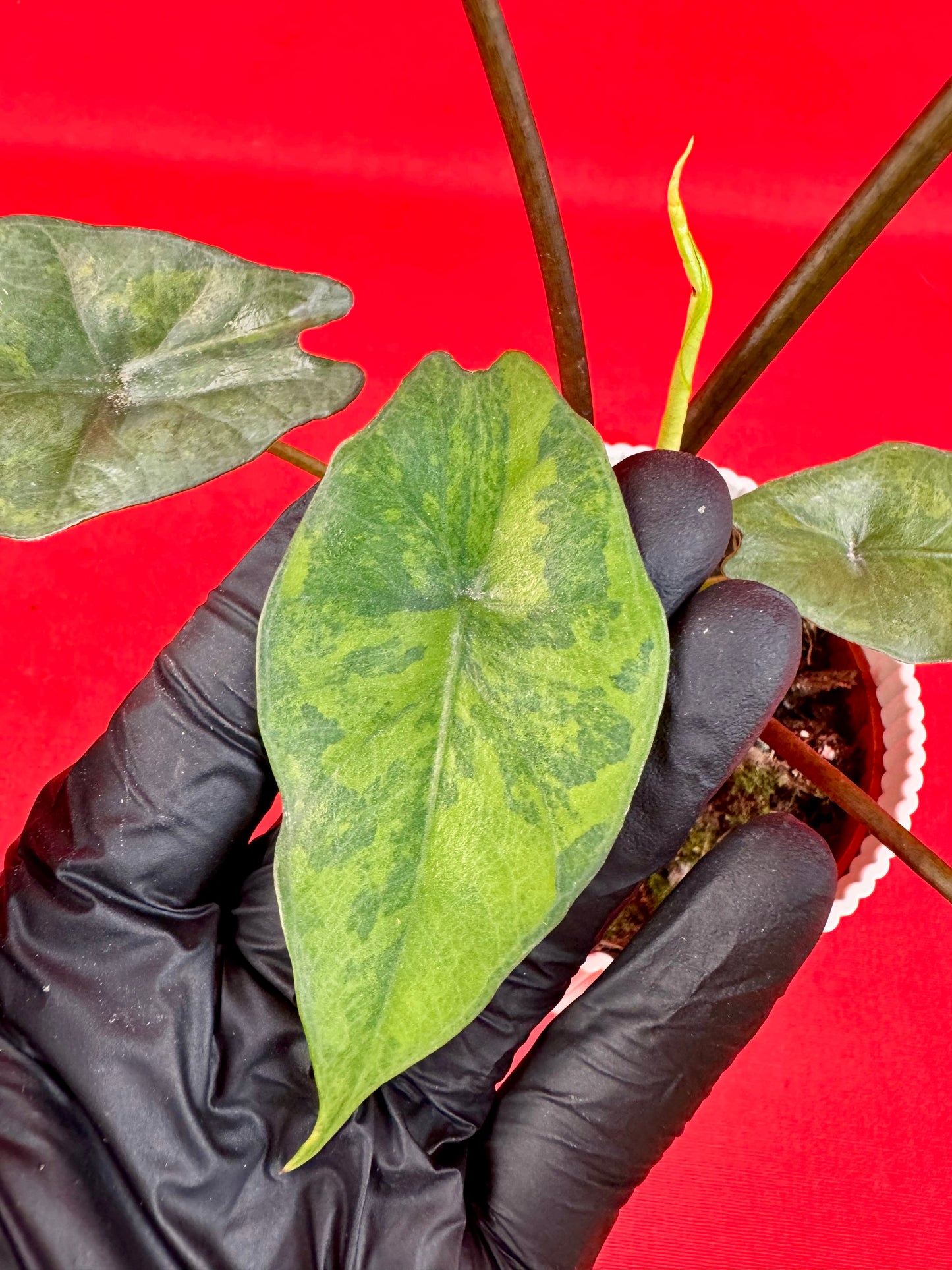 Alocasia Simpo Variegata (Green on Green)