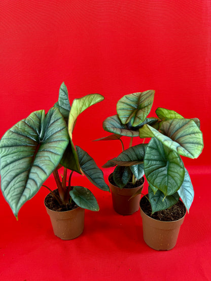 Alocasia Platinum