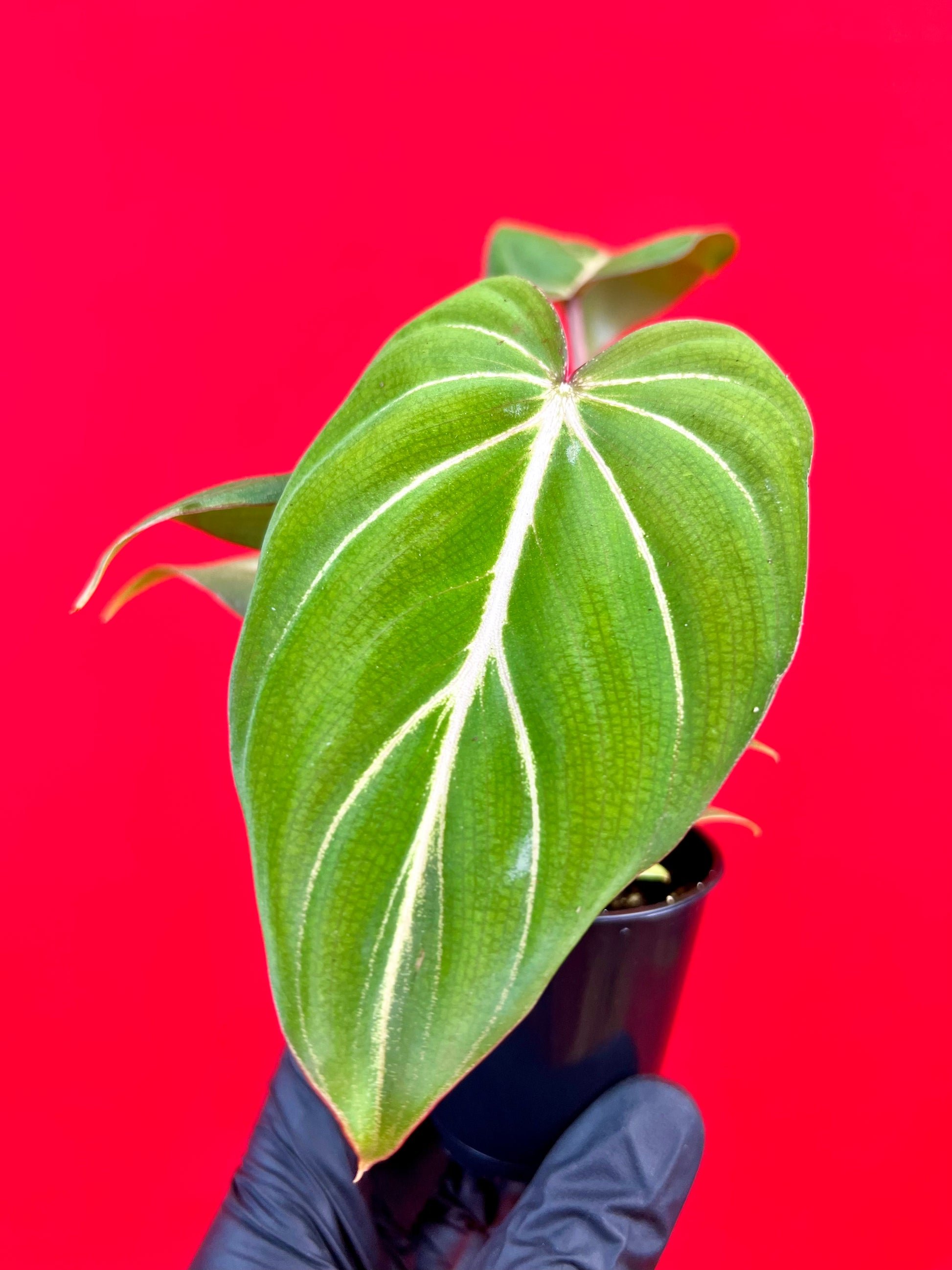 Philodendron Gloriosum (s) - LUplnts