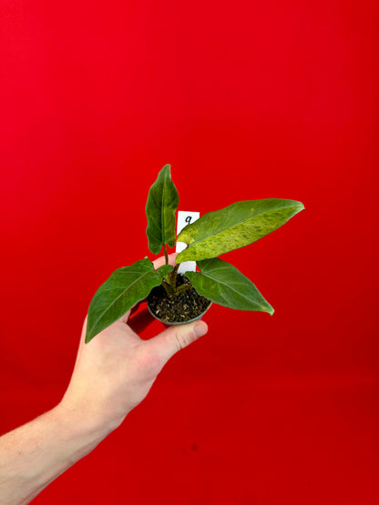 Alocasia lauterbachiana 'Variegata' (s)