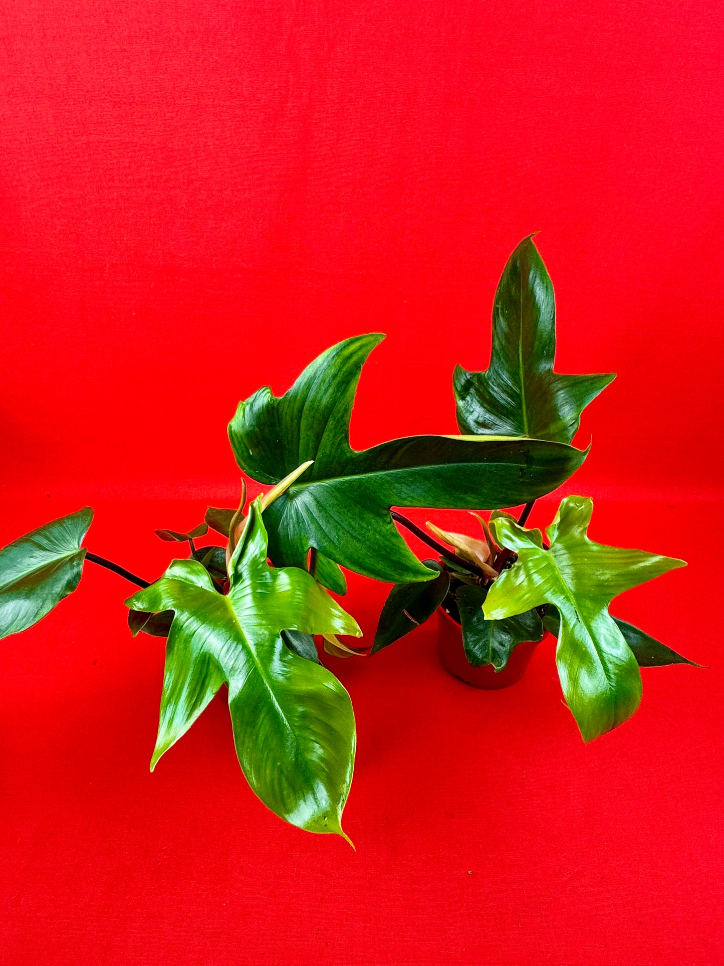 Philodendron Florida Green