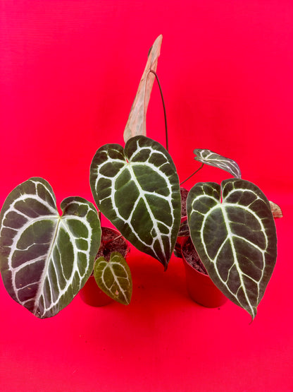 Anthurium Crystallinum