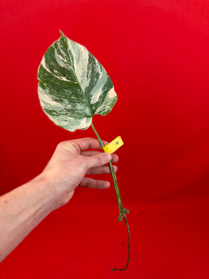 Monstera Deliciosa Variegata (cutting) - LUplnts