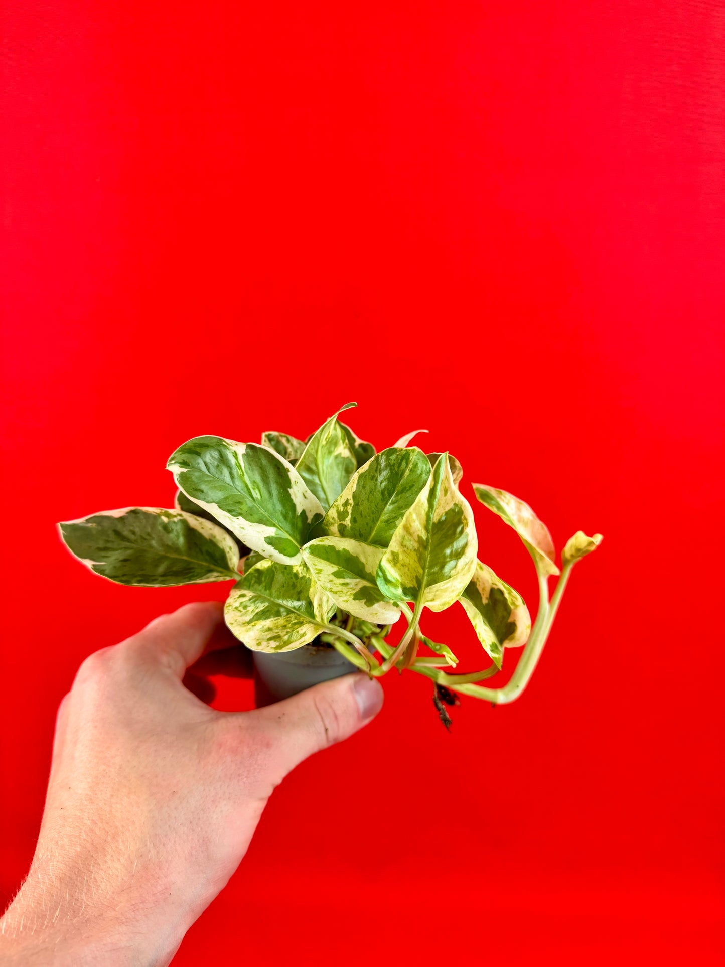 Epipremnum Pinnatum N’Joy (s) - LUplnts