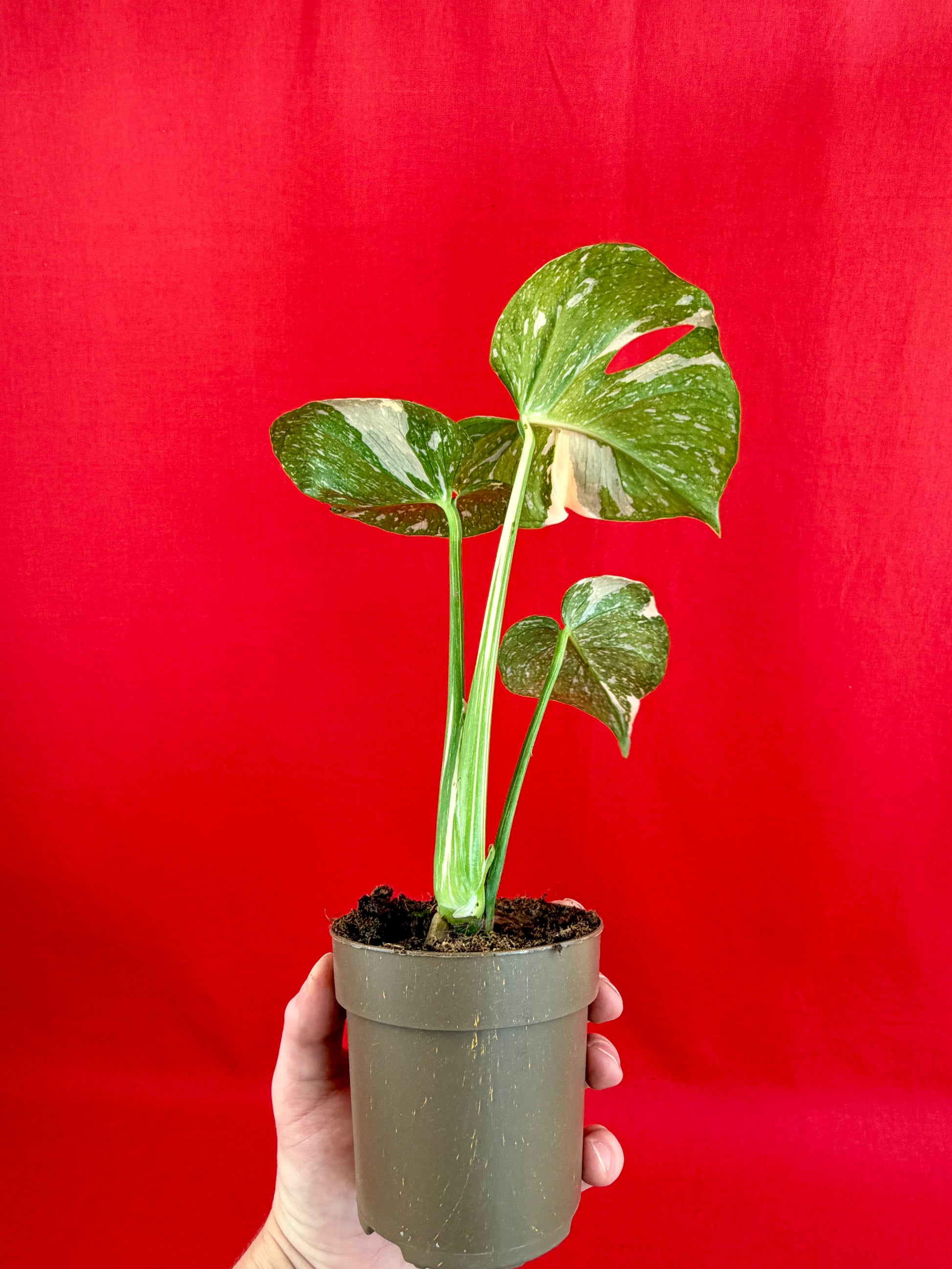 Monstera Thai Constellation - LUplnts