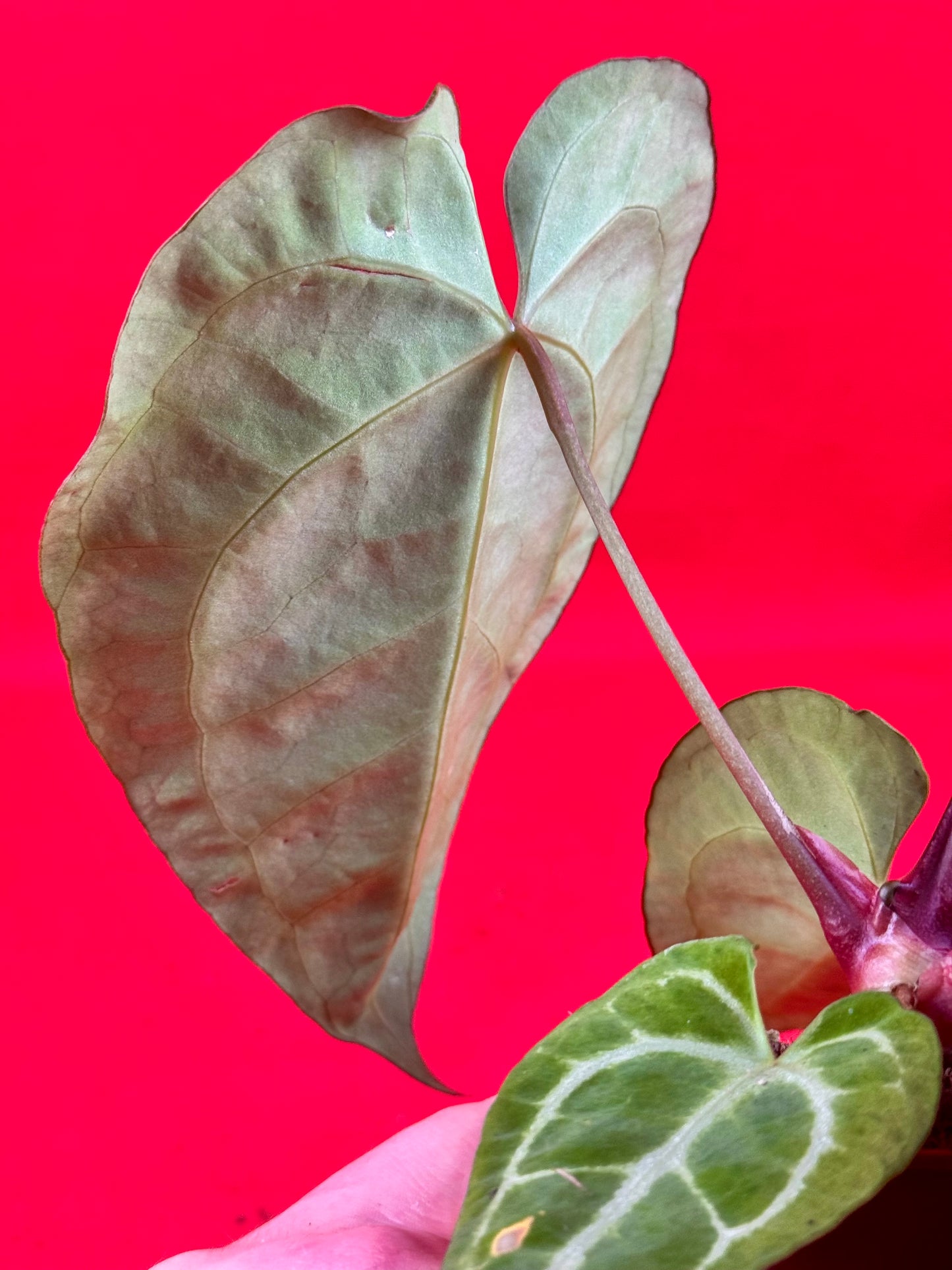 Anthurium Crystallinum