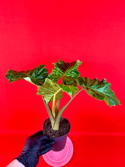 Alocasia Macrorrhiza