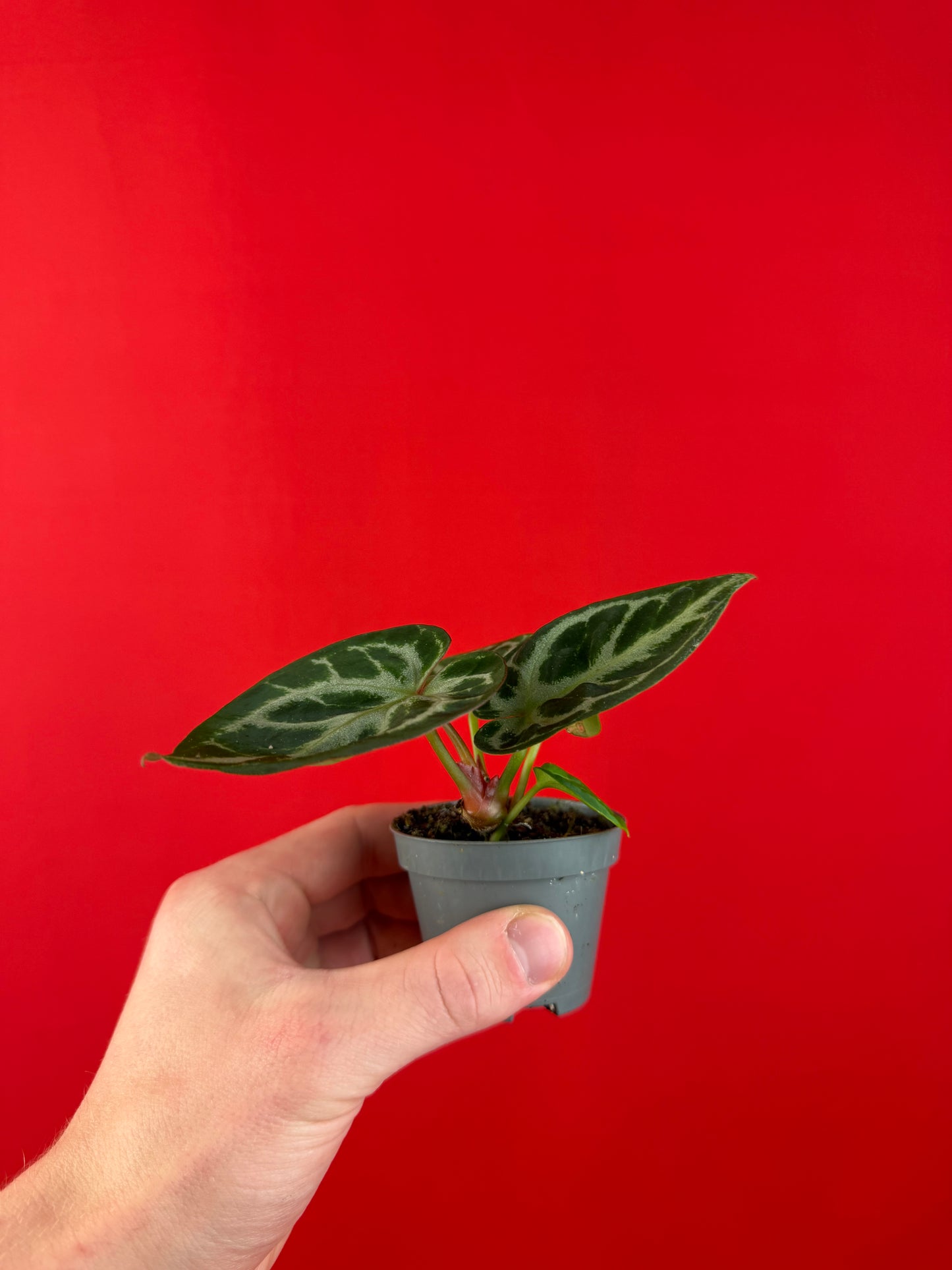 Anthurium Silver Blush (s) - LUplnts