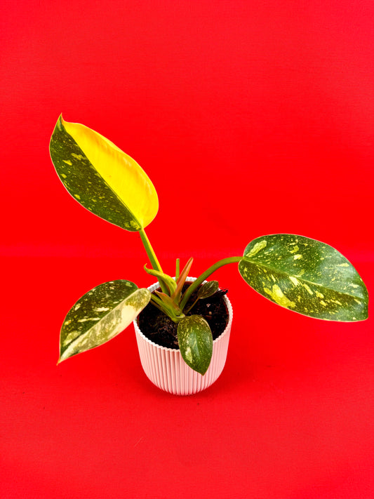 Philodendron green Congo