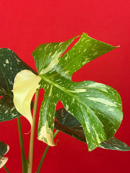 Monstera Thai Constellation - LUplnts