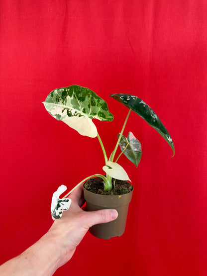 Alocasia micholitziana ‚Frydek Variegata‘ - LUplnts