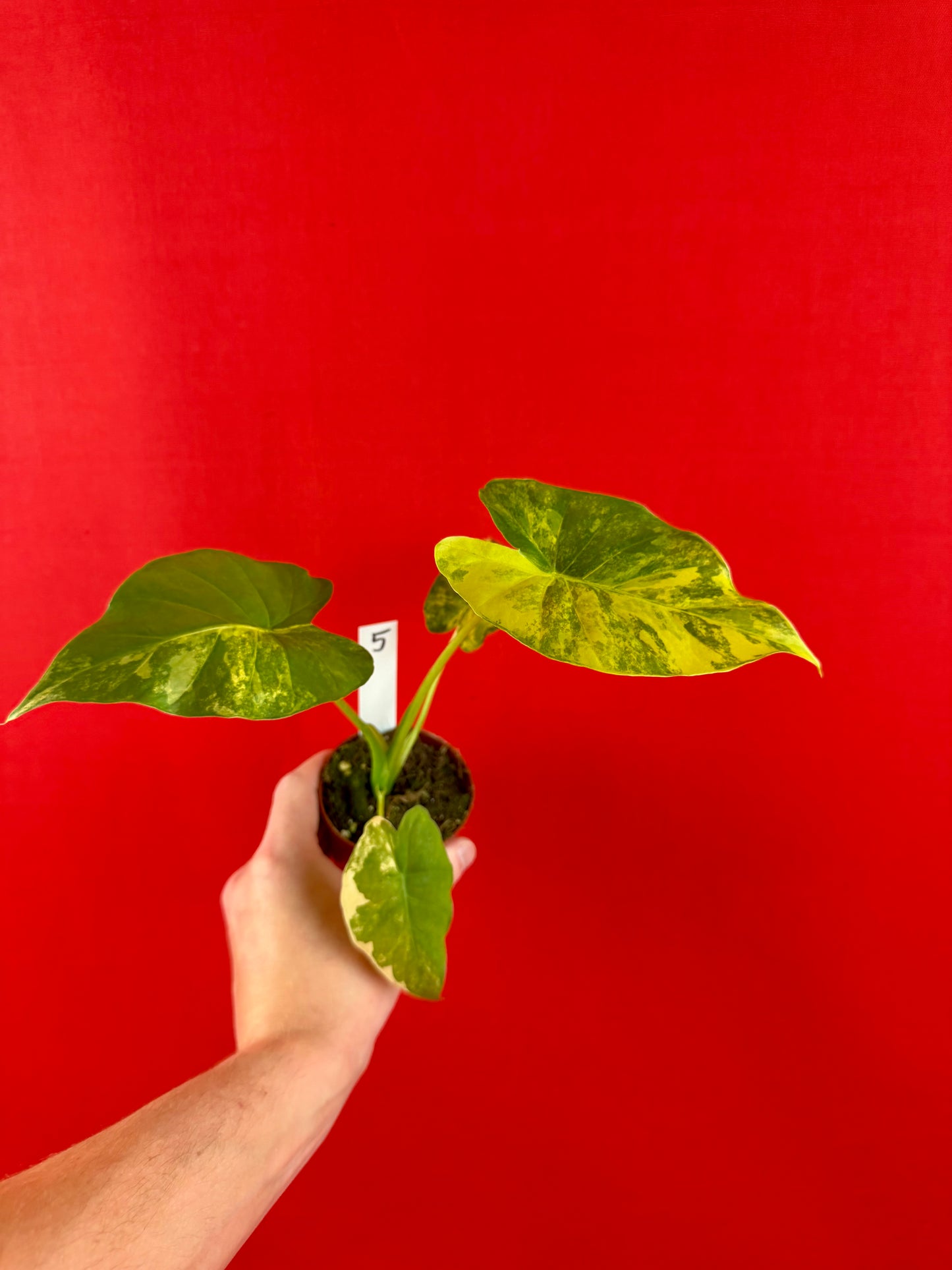 Alocasia gageana ‘Aurea’