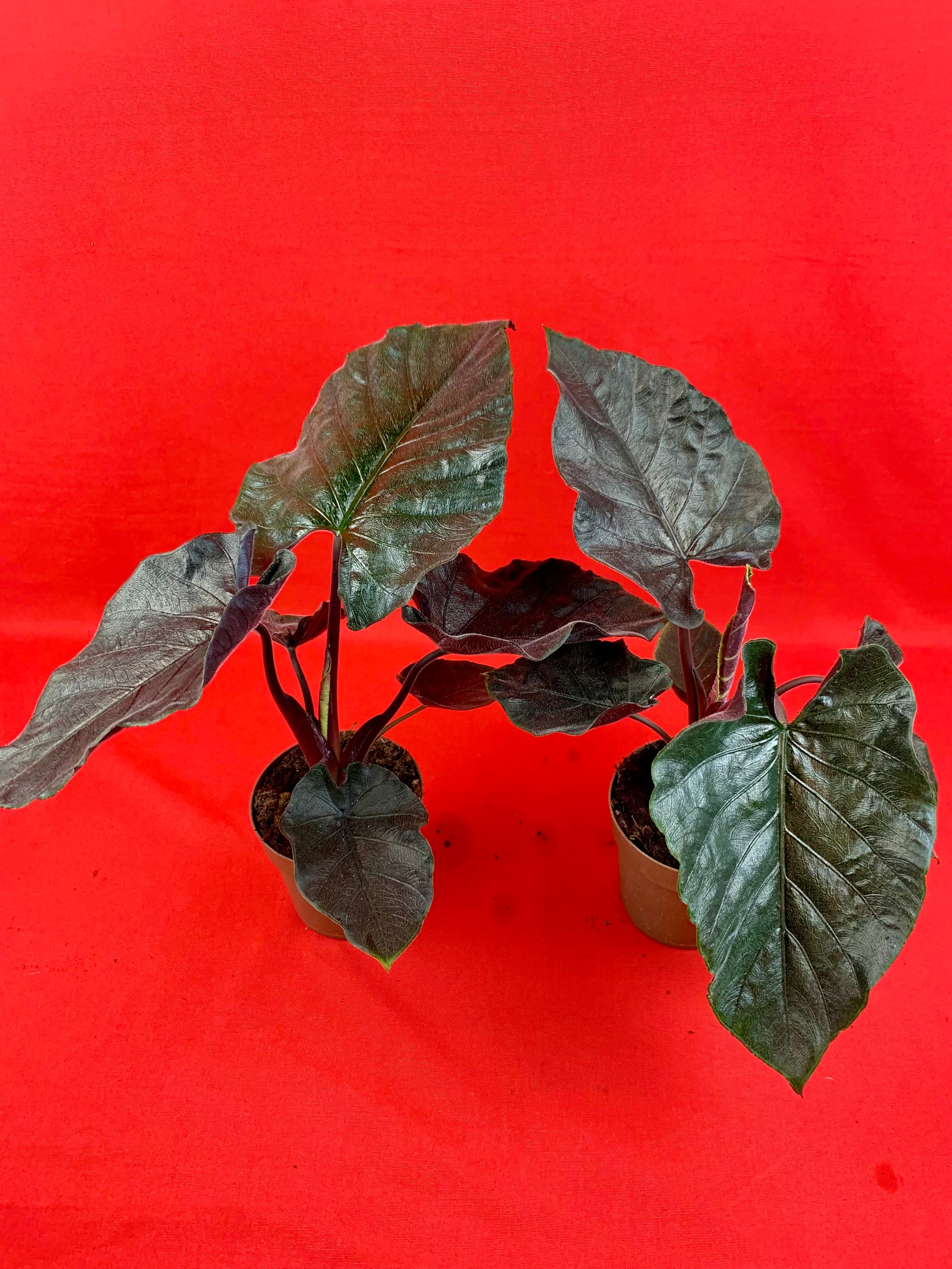 Alocasia Antoro Velvet - LUplnts