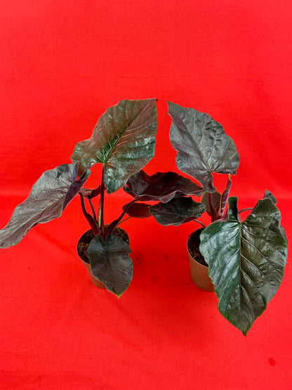 Alocasia Antoro Velvet - LUplnts