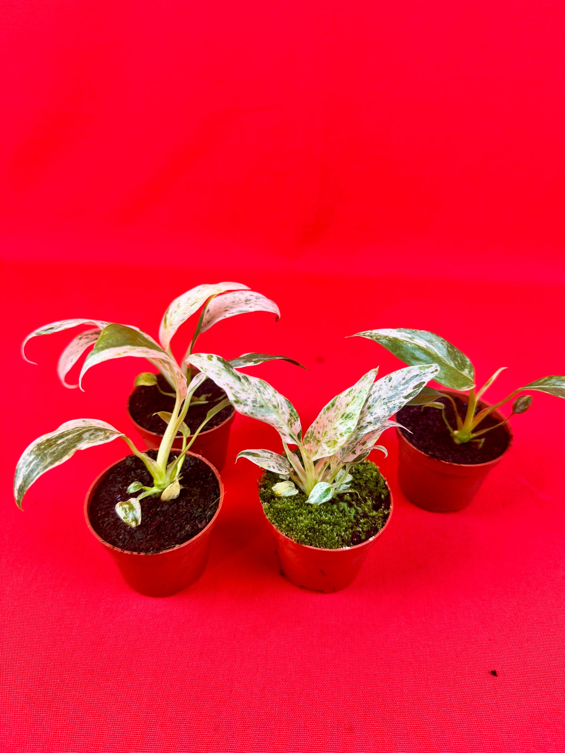 Raphidophora puberula ‘variegata’ (s) - LUplnts
