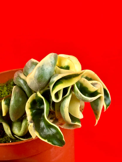 Hoya carnosa Compacta variegata