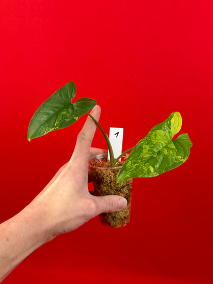 Syngonium Aurea - LUplnts