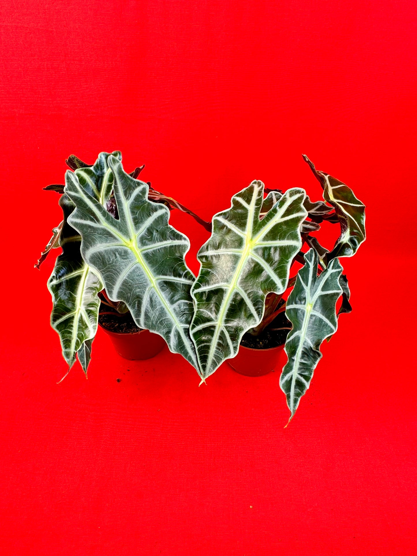 Alocasia Polly