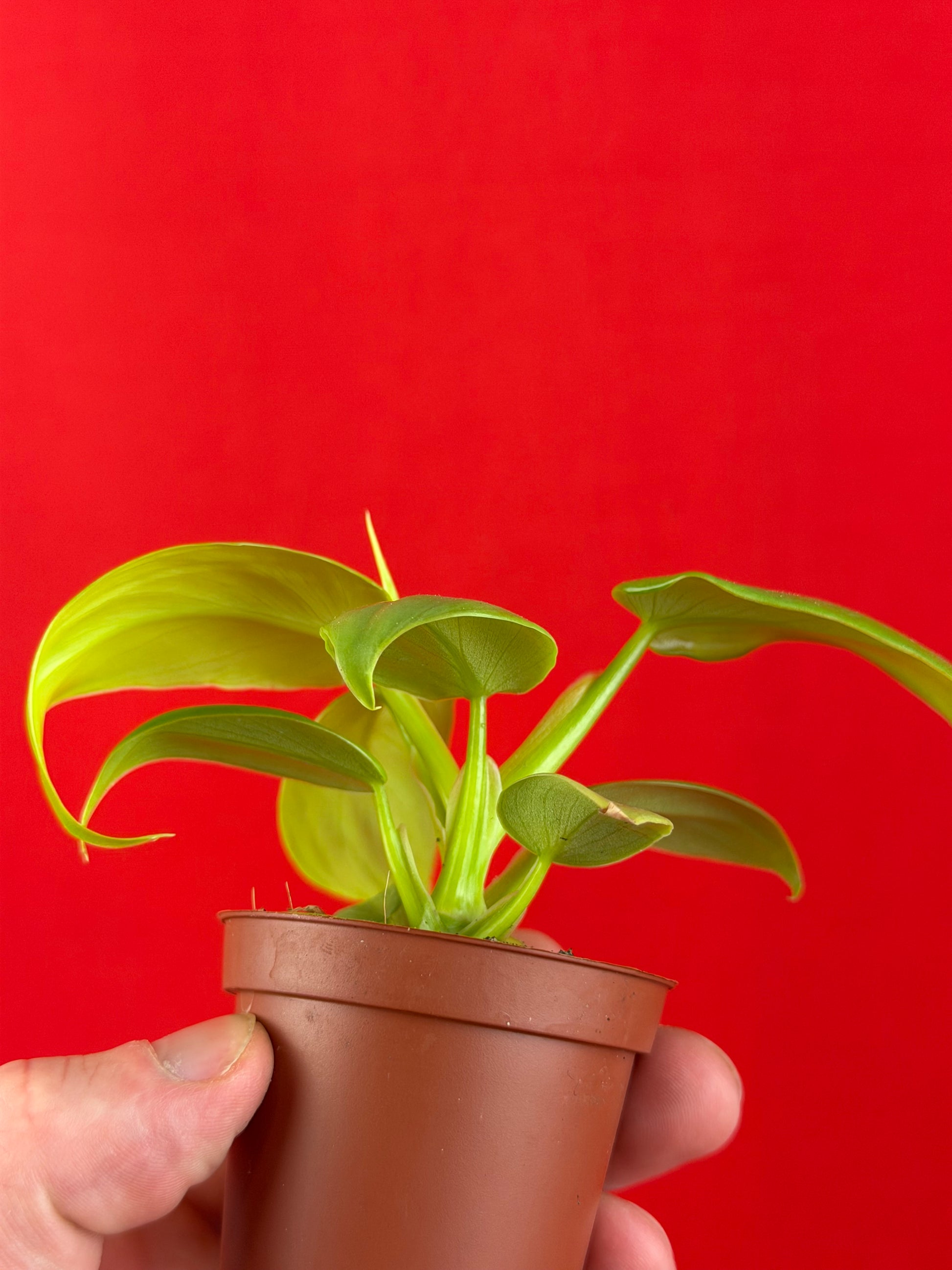 Philodendron 'Ceylon Gold' (s) - LUplnts