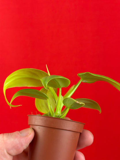 Philodendron 'Ceylon Gold' (s) - LUplnts