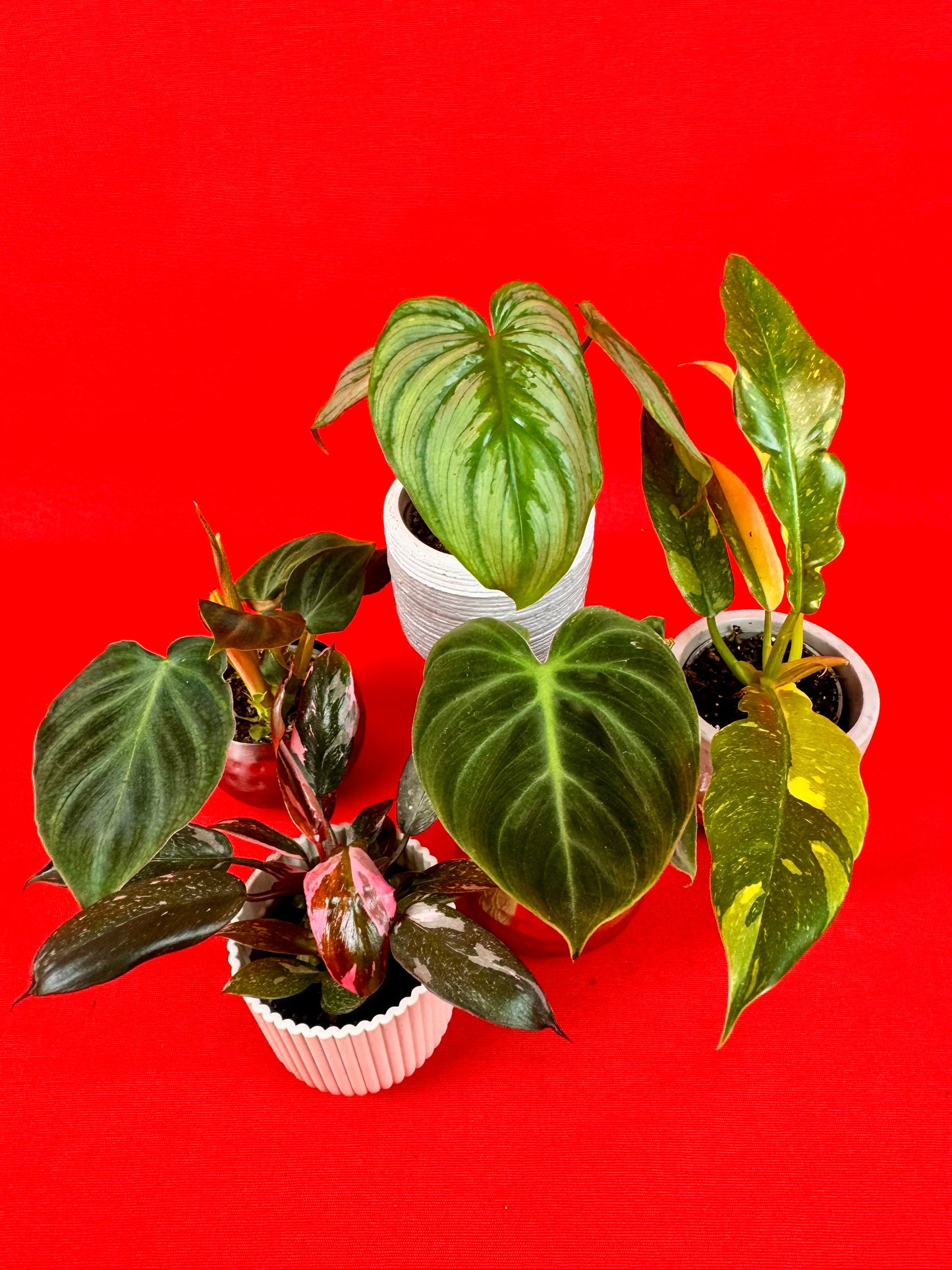 Philodendron Bundle (s) - LUplnts