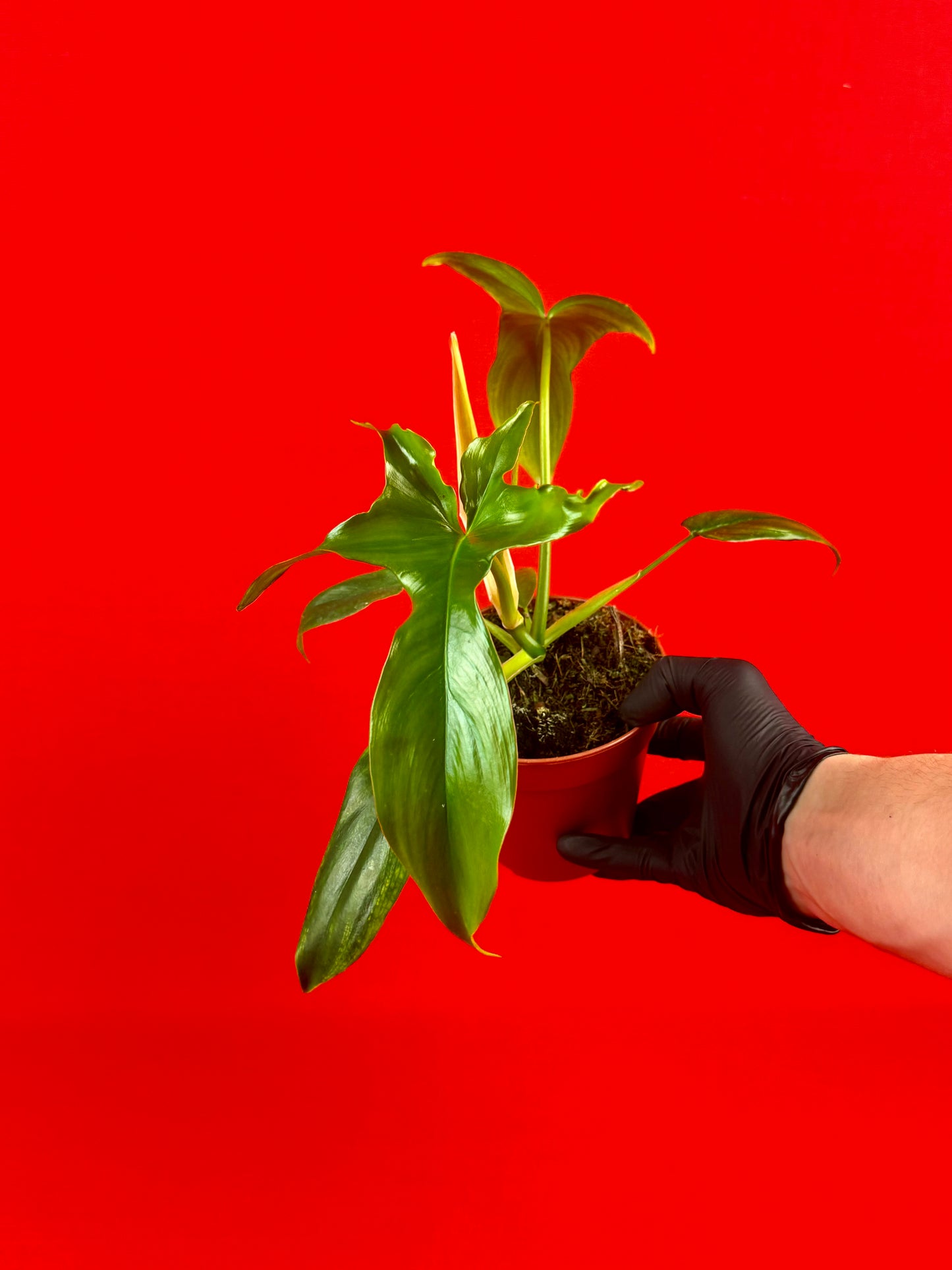 Philodendron pedatum 'Glad Hands' - LUplnts