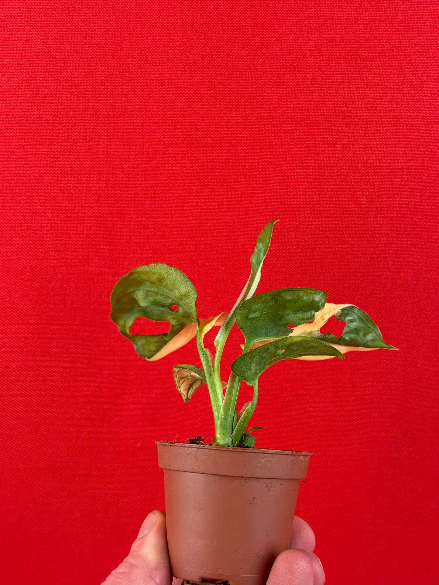 Monstera Adansonii Variegata (s) - LUplnts