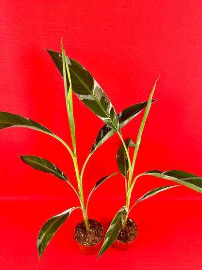 Musa Florida Variegata