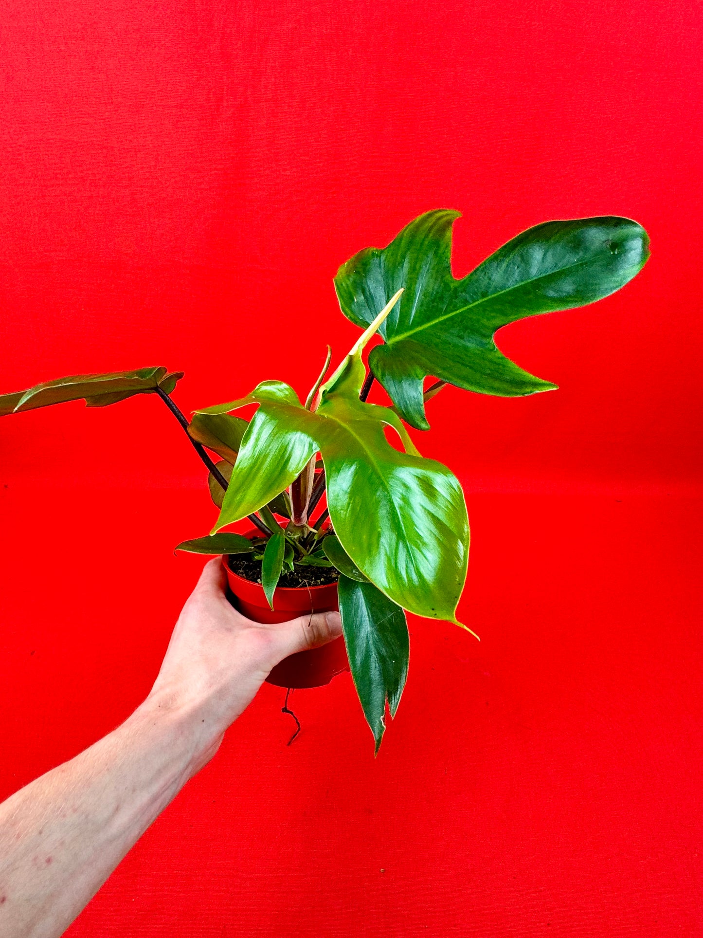 Philodendron Florida Green