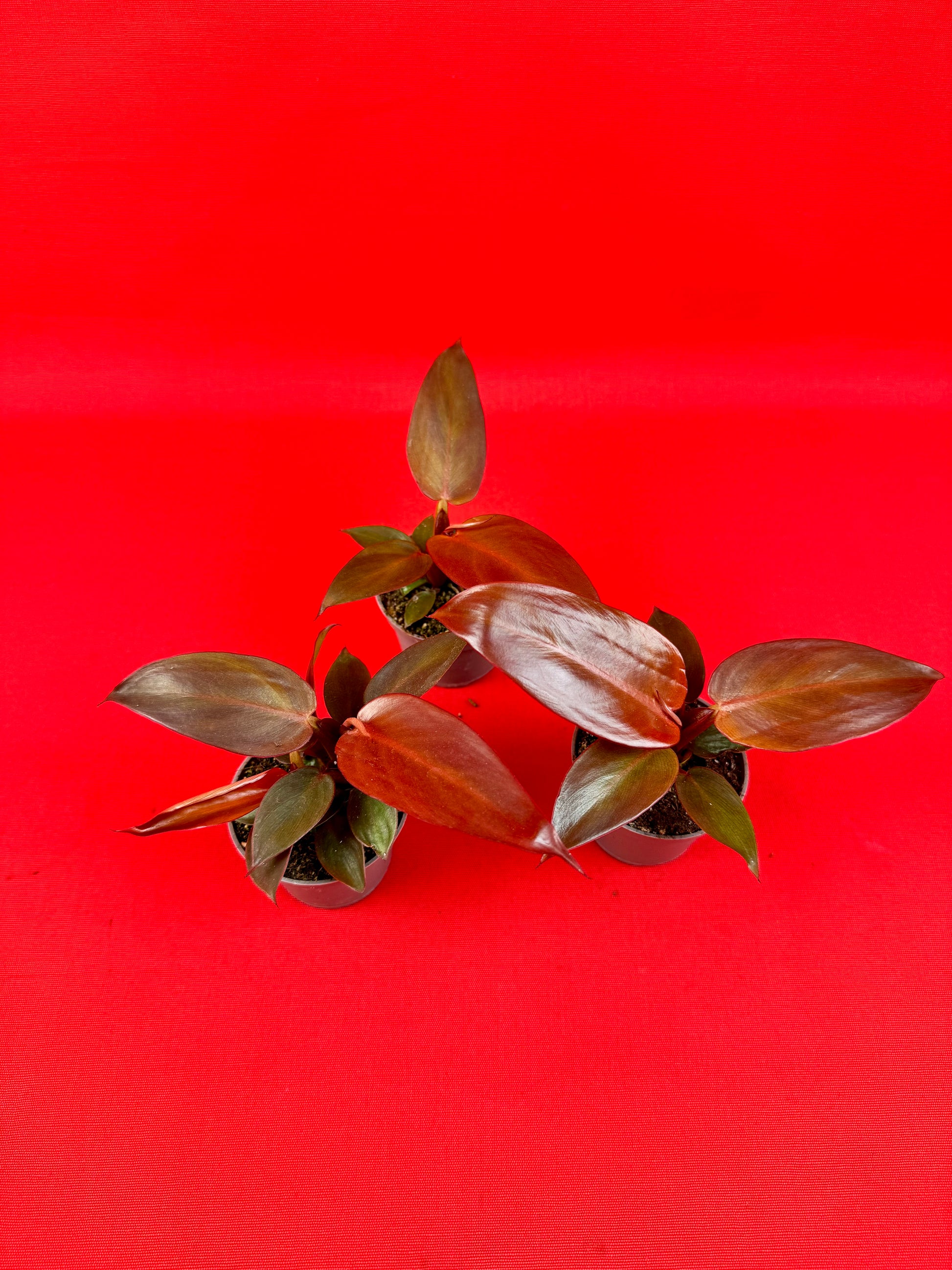 Philodendron Red Sun - LUplnts