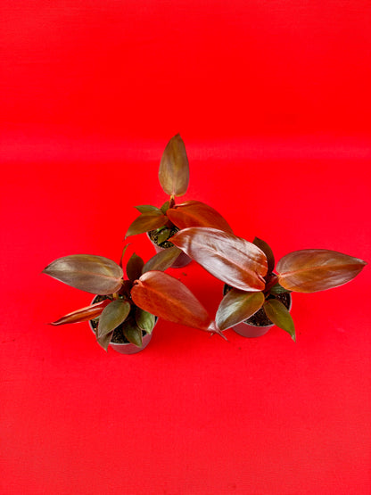 Philodendron Red Sun - LUplnts