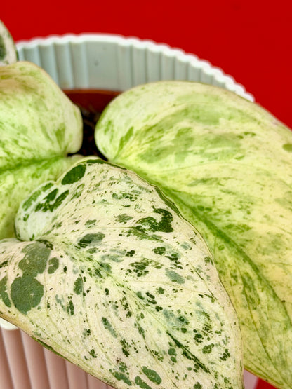 Scindapsus ‘Jade Satin Marble‘