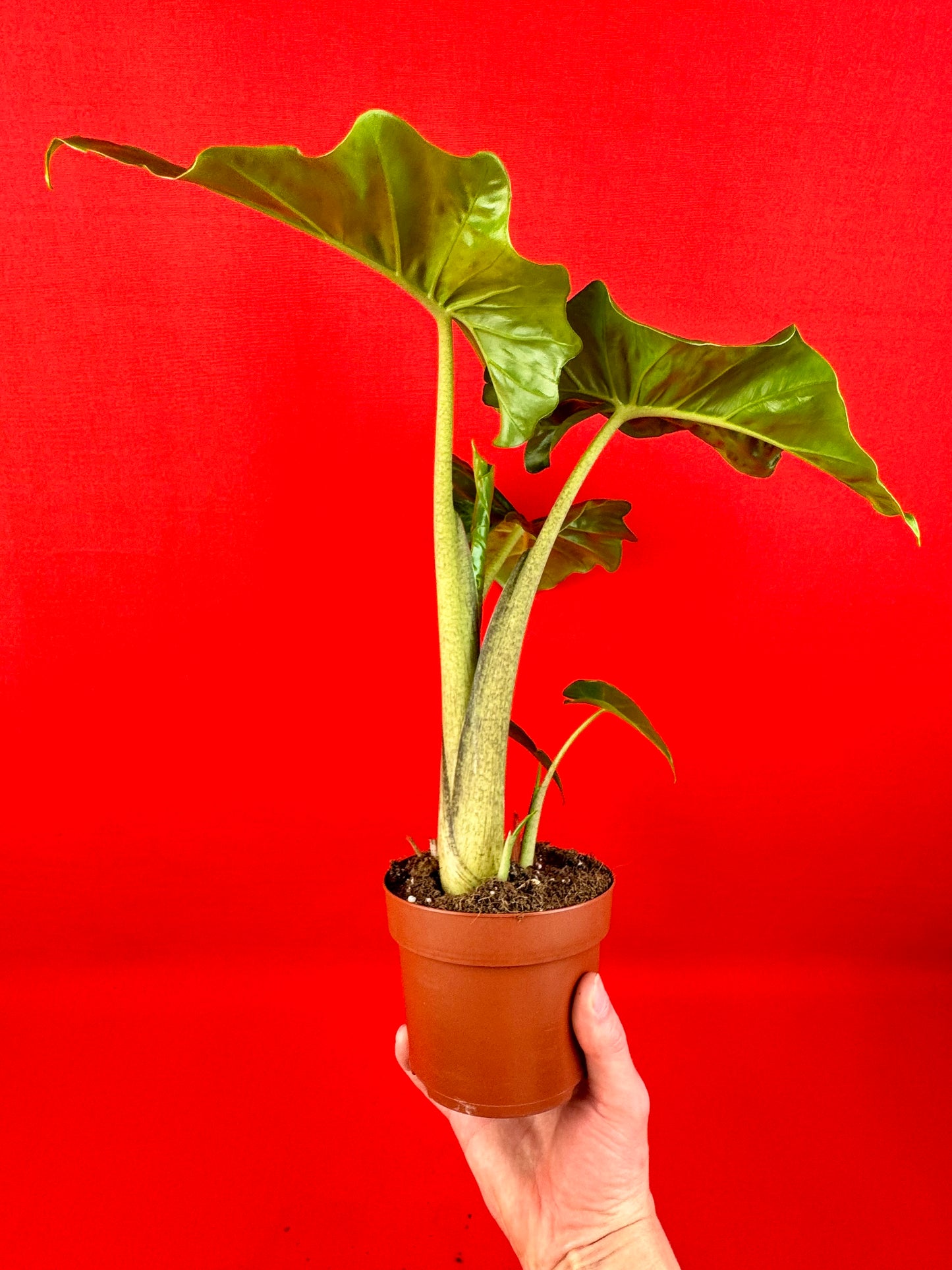 Alocasia Macrorrhiza