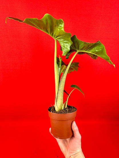 Alocasia Macrorrhiza