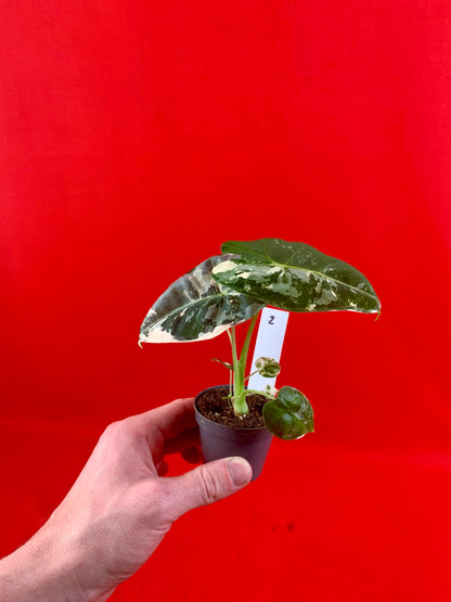 Alocasia micholitziana 'Frydek Variegata' (s) - LUplnts