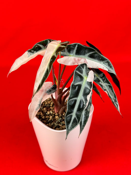 Alocasia Bambino Pink Variegata