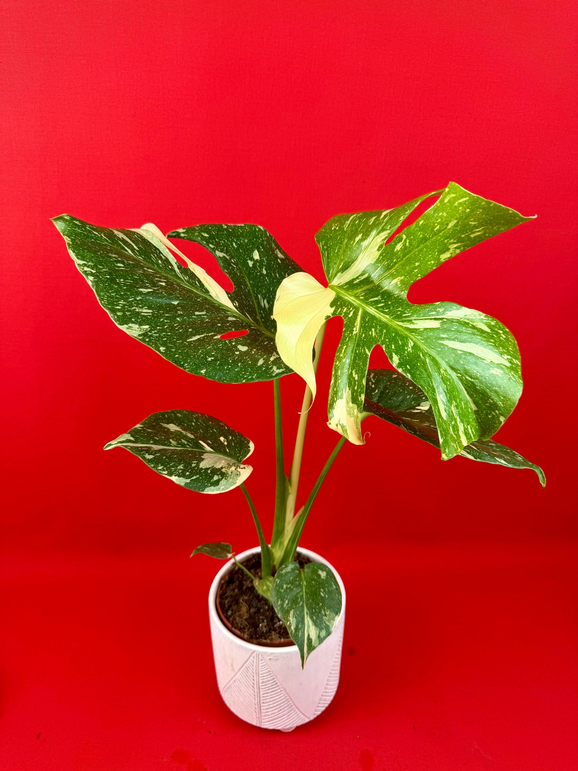 Monstera Thai Constellation - LUplnts